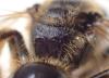 Lasioglossum nigripes